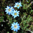 Image of Gentiana sedifolia