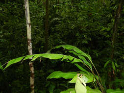 Image of Heliconia trichocarpa G. S. Daniels & F. G. Stiles