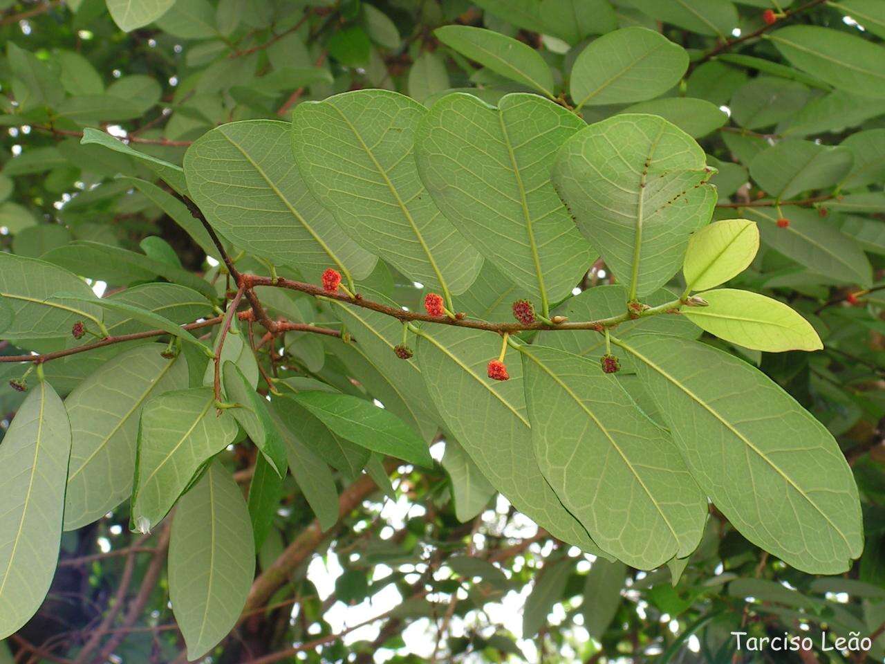 Image of Guiana brosimum