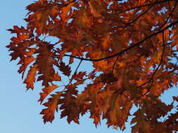 Image of Northern Red Oak