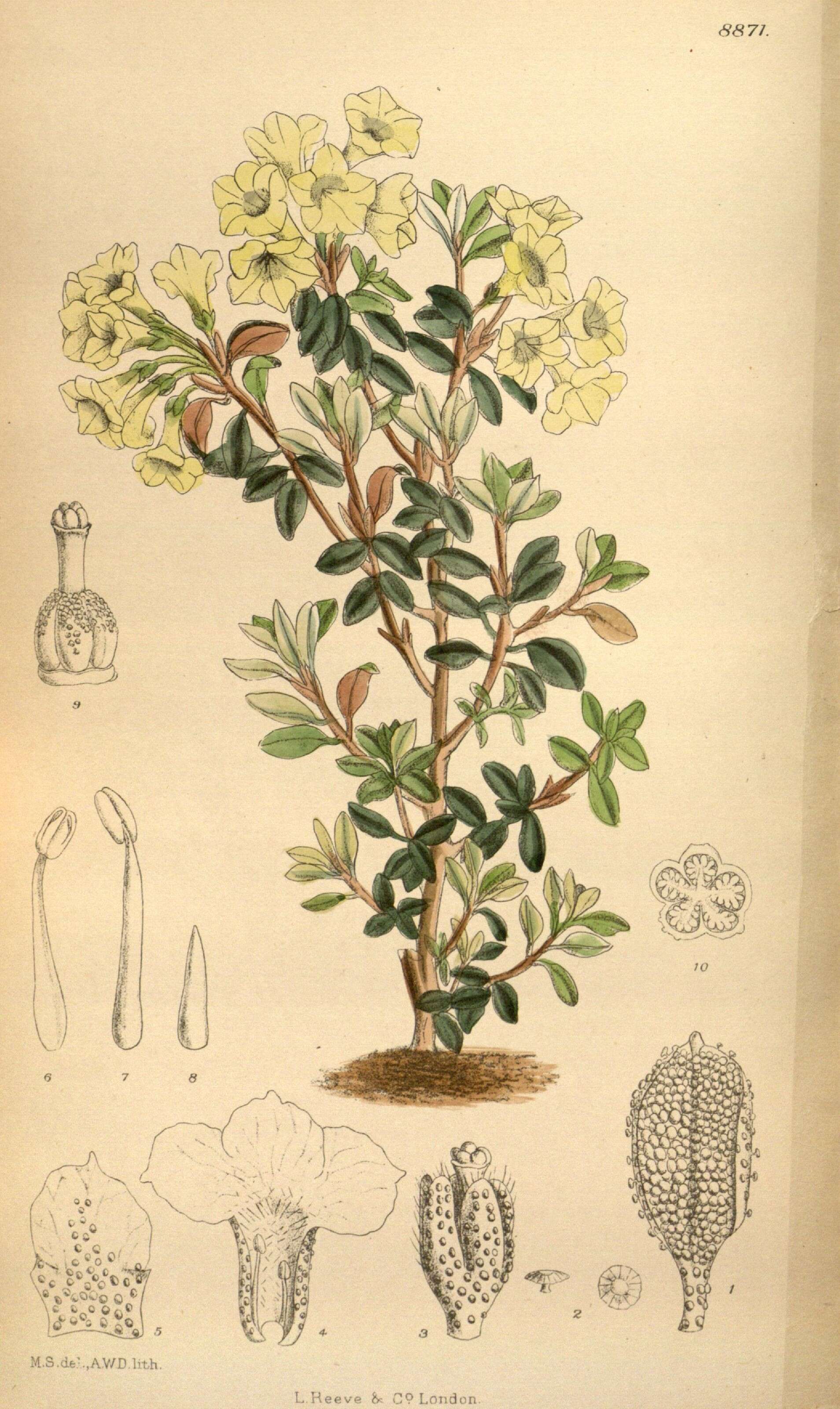 Image of Rhododendron sargentianum Rehder & Wilson