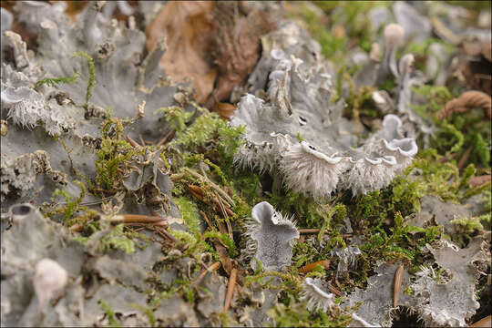 Image of felt lichen