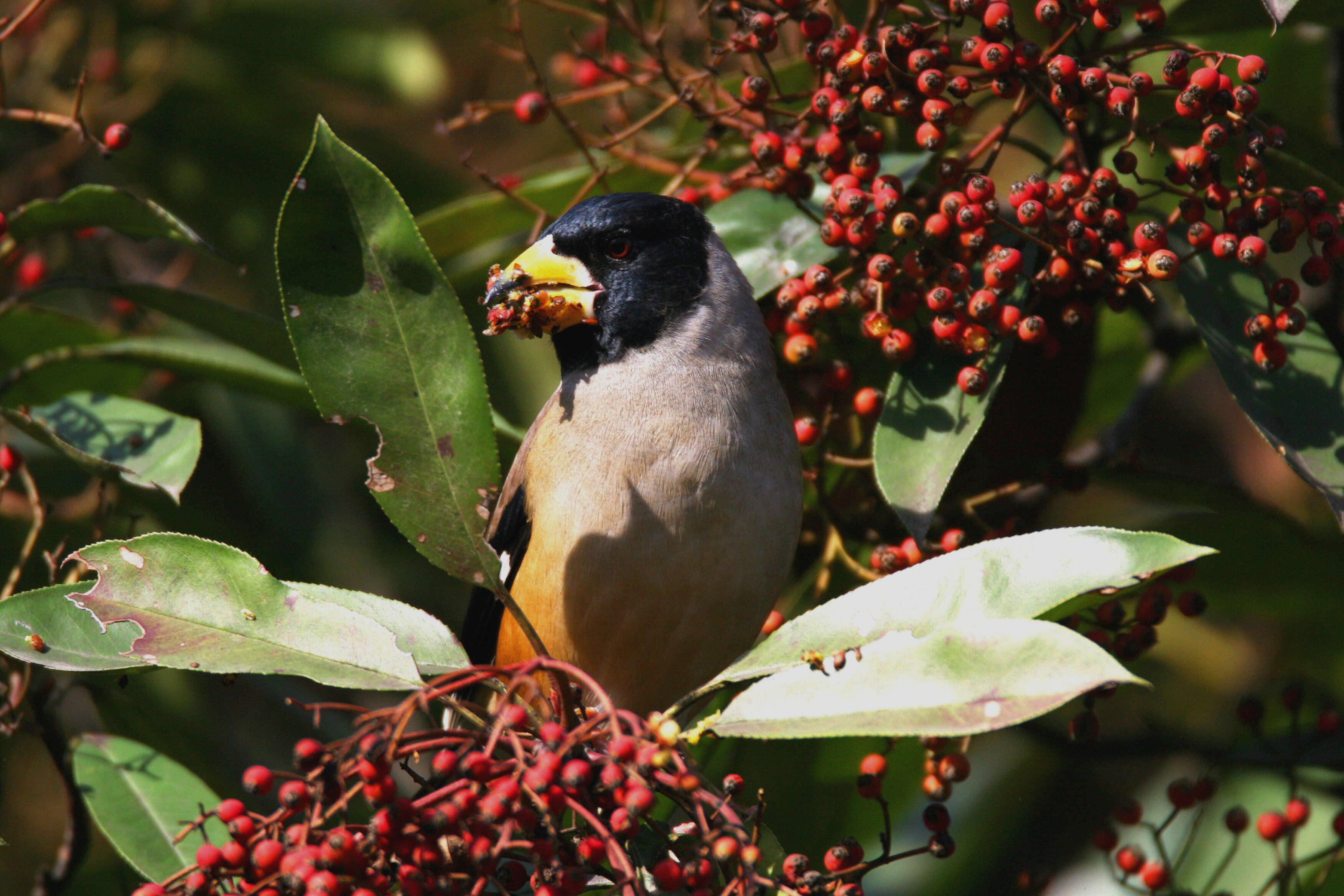 Image of Eophona Gould 1851