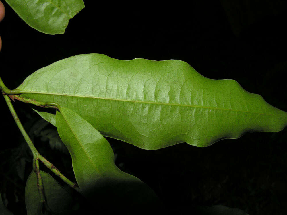 Image of Erythroxylum citrifolium A. St.-Hil.