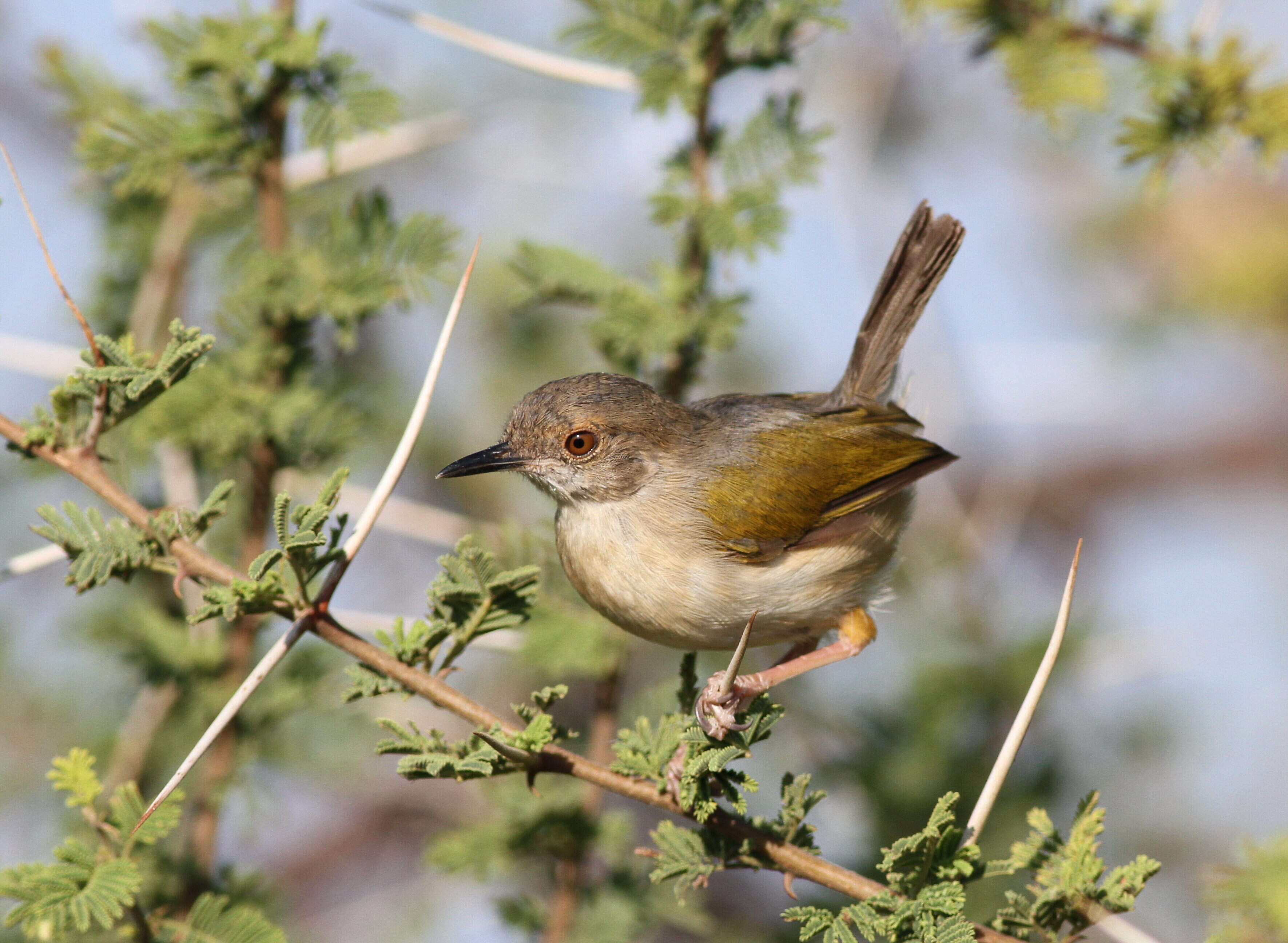 Image of Camaroptera Sundevall 1850