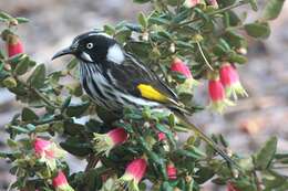 Image of New Holland Honeyeater