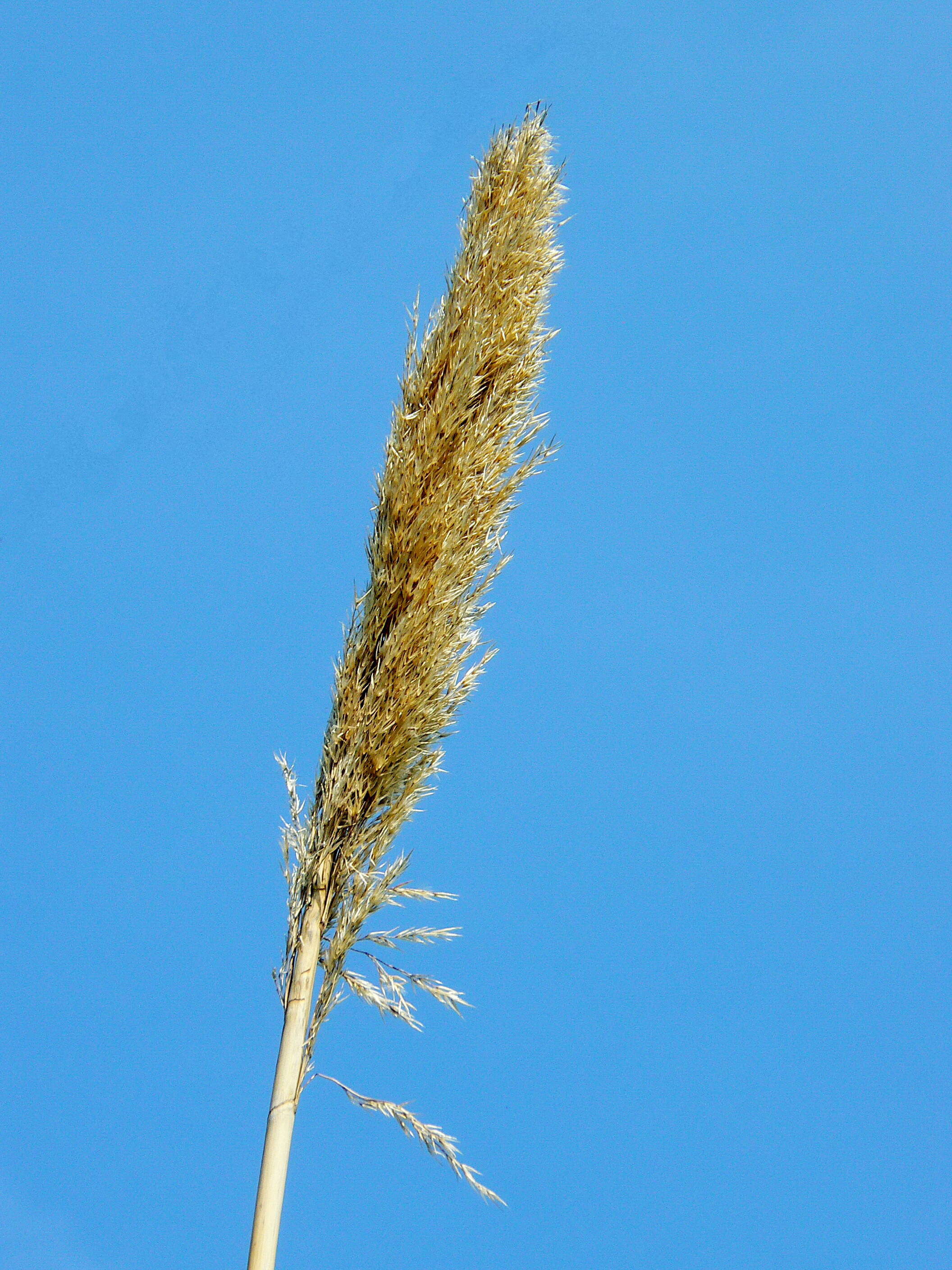 Image of giant reed