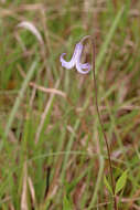 Image of Baldwin's Clematis