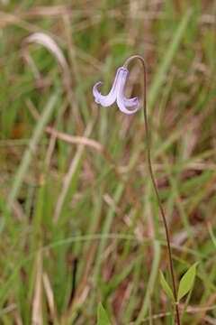 Image of Baldwin's Clematis