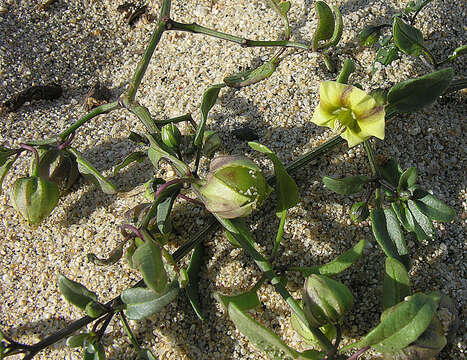 Image of yellow nightshade groundcherry