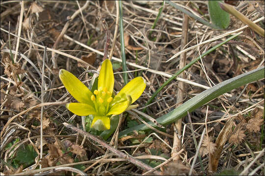 Image of Gagea pusilla (F. W. Schmidt) Sweet