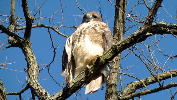 Image of Buteo Lacépède 1799