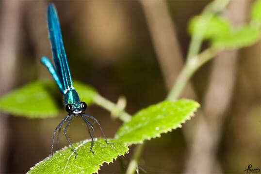 Image of Western Demoiselle