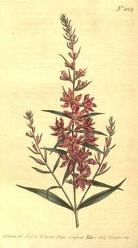 Image of European wand loosestrife