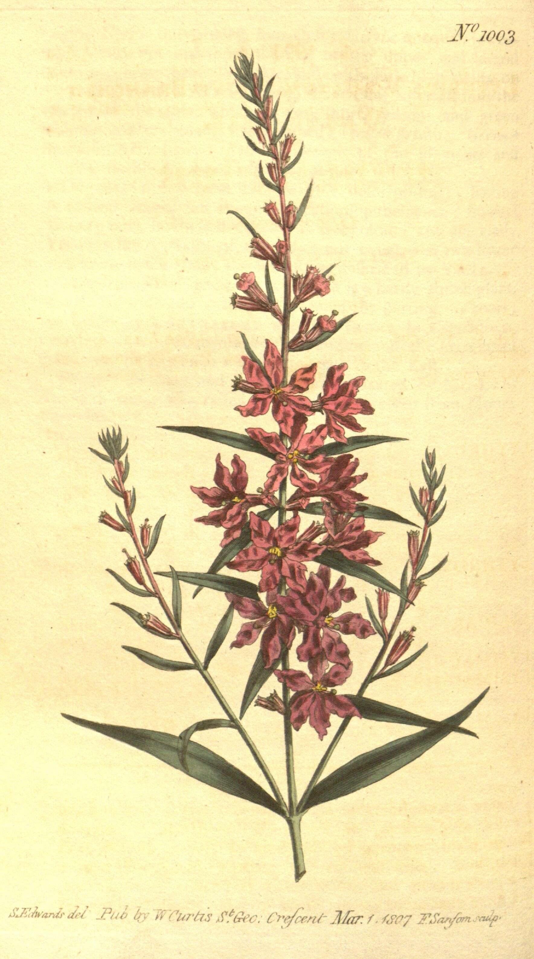 Слика од Lythrum virgatum L.