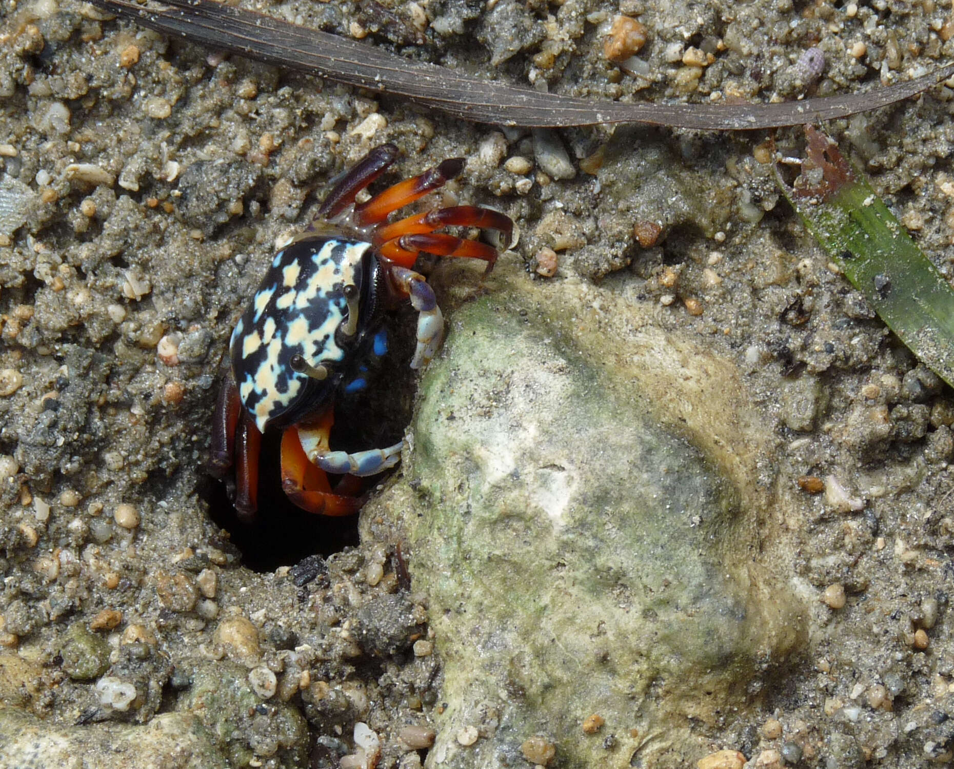 Gelasimus tetragonon (Herbst 1790) resmi