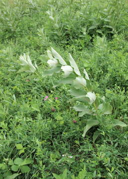 Image of common milkweed