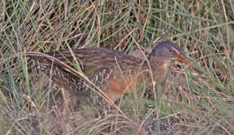 Image of Mangrove Rail