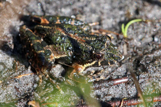 Image of Southern Cricket Frog