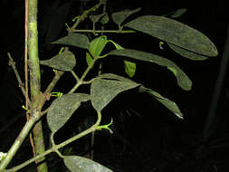 Image of saptree