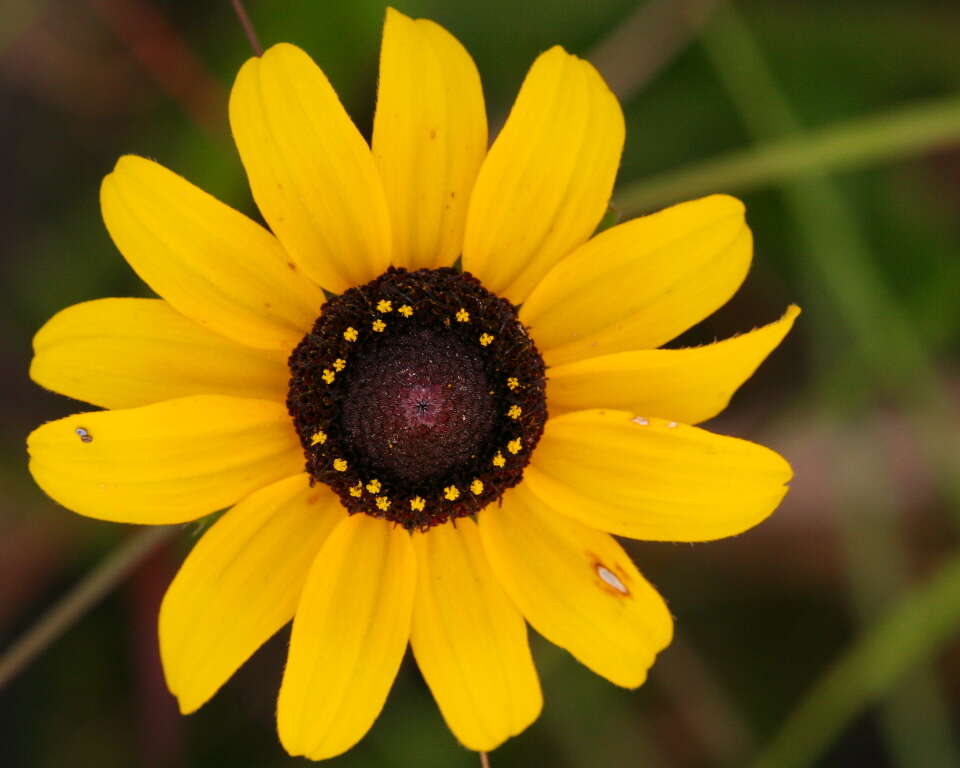 Image of blackeyed Susan