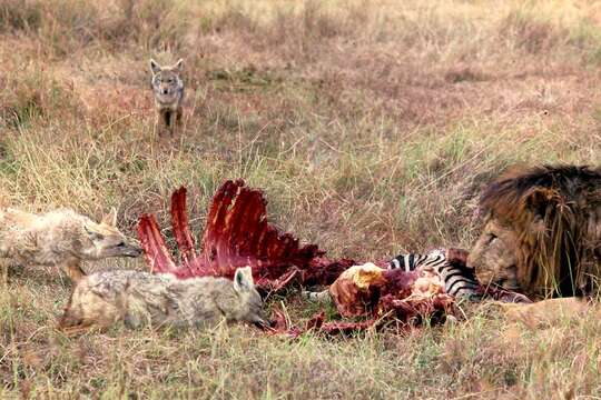 Image of golden jackal