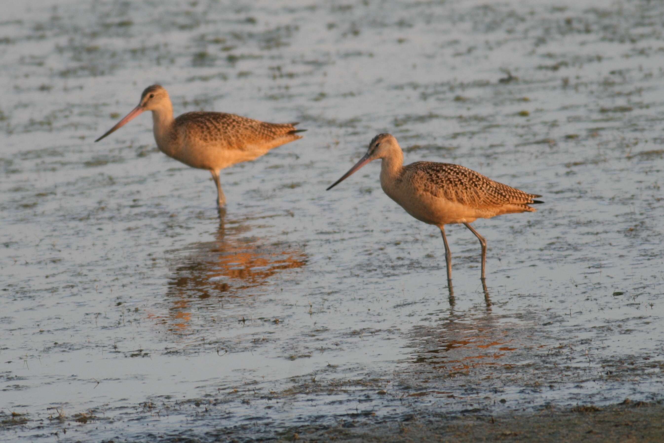 Image of Limosa Brisson 1760