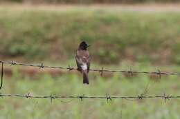 Image of Red-vented Bulbul