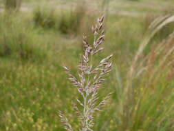 Image of Button Grass