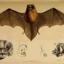 Image of Gray’s Funnel-eared Bat