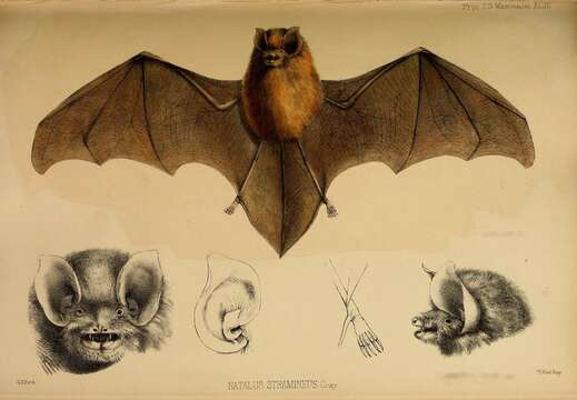 Image of funnel-eared bat