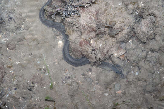 Image of Freshwater moray