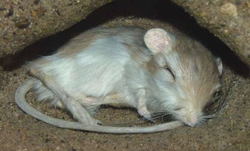 Image of kangaroo rats, pocket mice, and relatives