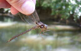 Image of Spotted Darners