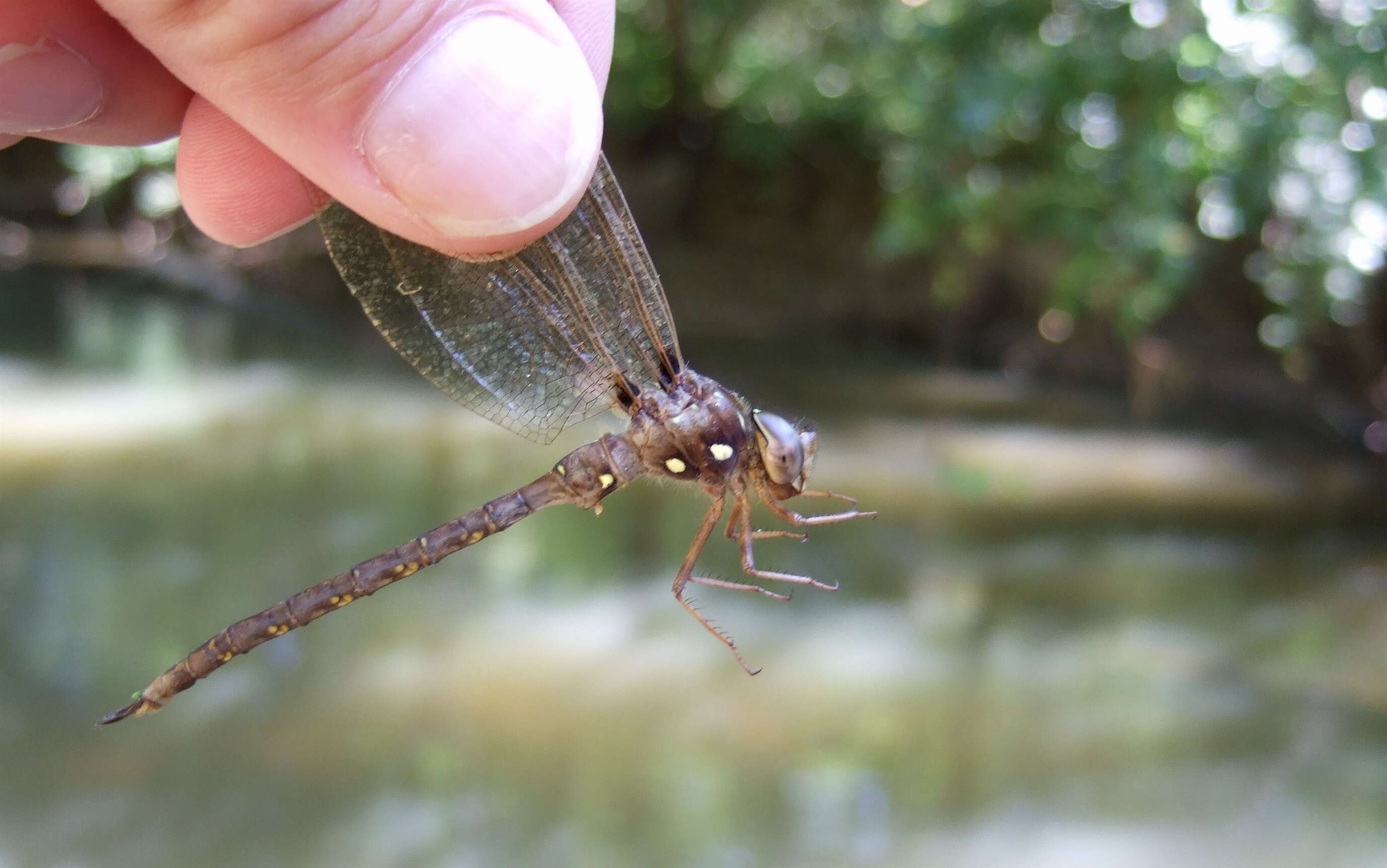 Image of Fawn Darner