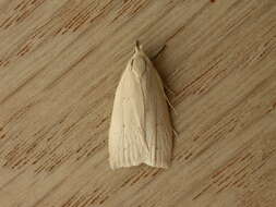 Image of timber moths