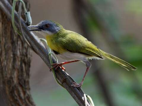 Image of Apalis Swainson 1833