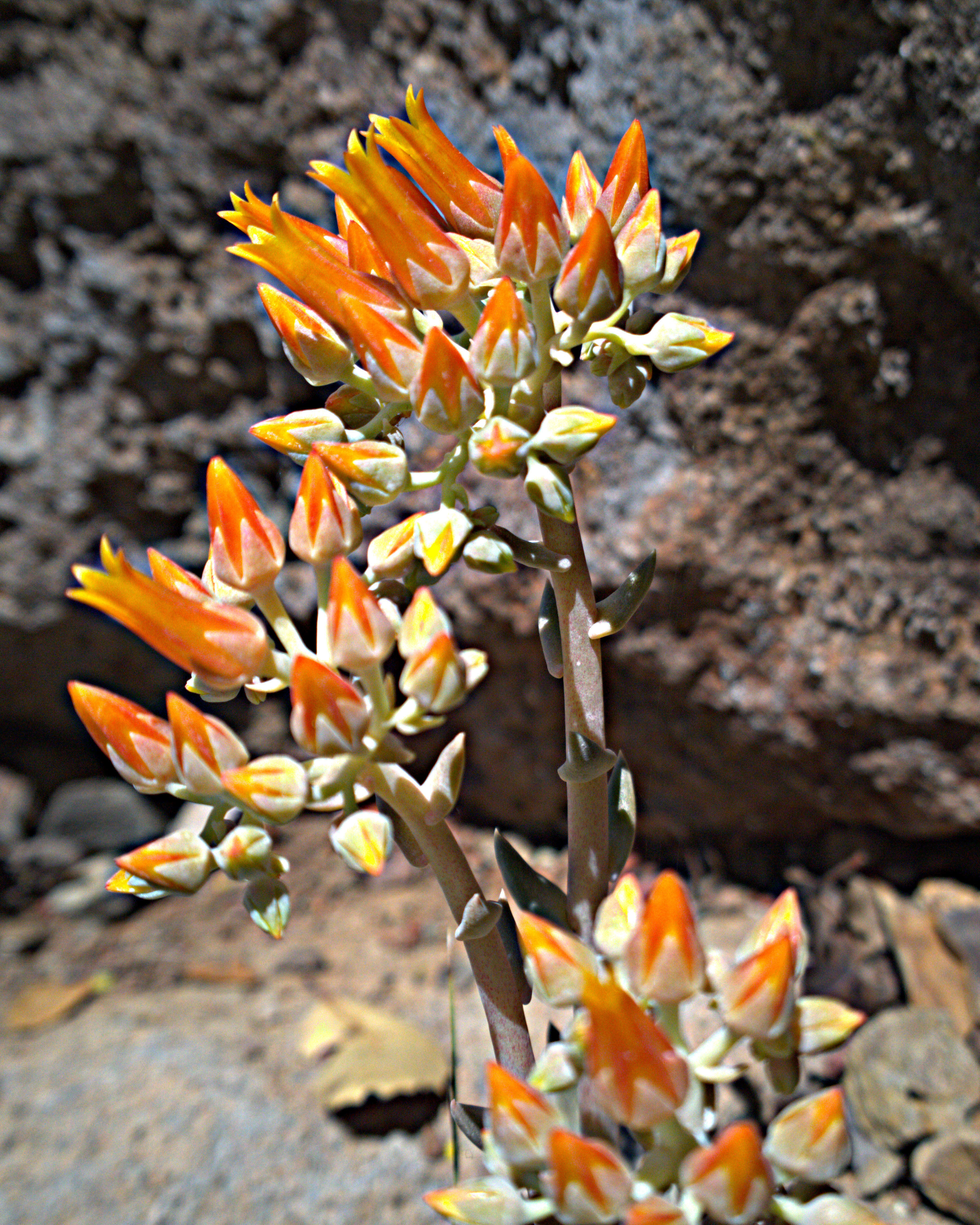 Image of Dudleya