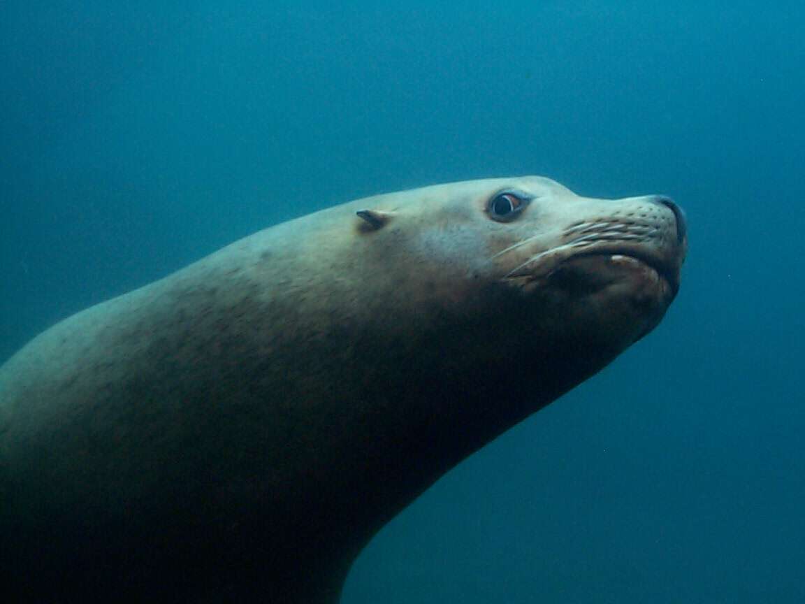 Image of Eumetopias jubatus otariinae