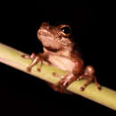 Image of Rainforest Reed Frog