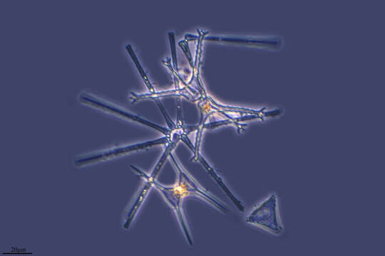 Image of Asterionella formosa