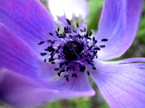 Image of Ranunculaceae