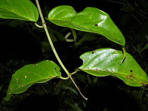 Image de Tetrapterys tinifolia Triana & Planch.