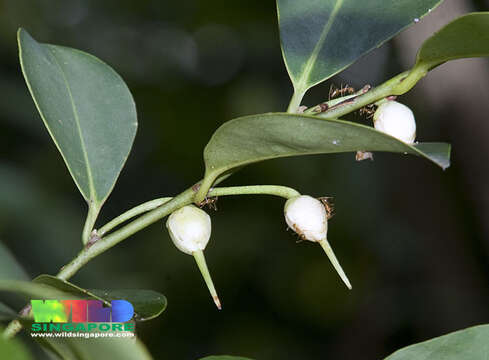 Image of Adinandra dumosa Jack