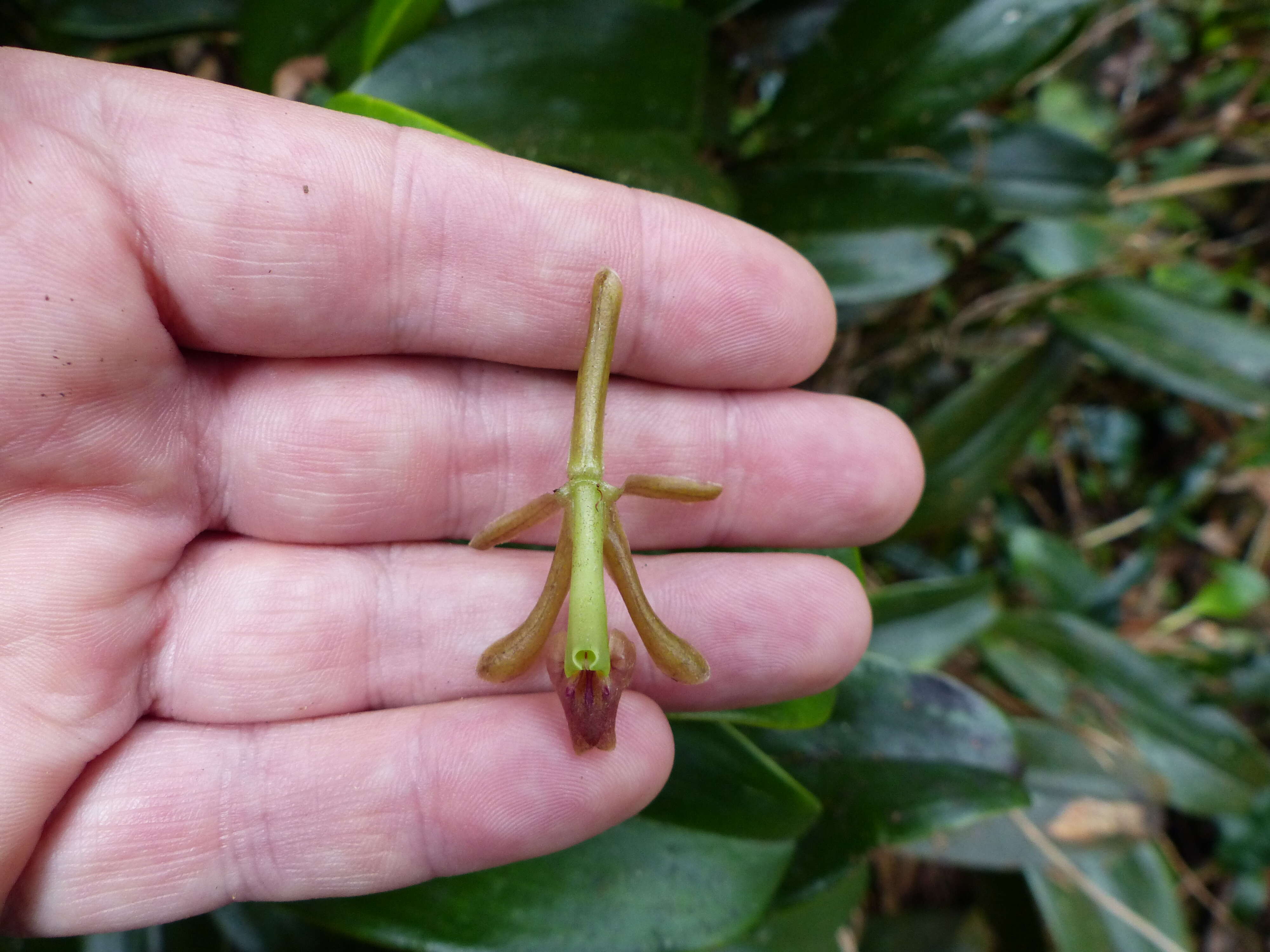 Image of Epidendrum sisgaense Hágsater