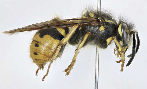 Image of Yellowjackets