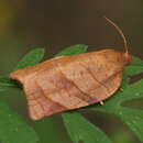 Image of Spotted Fireworm Moth