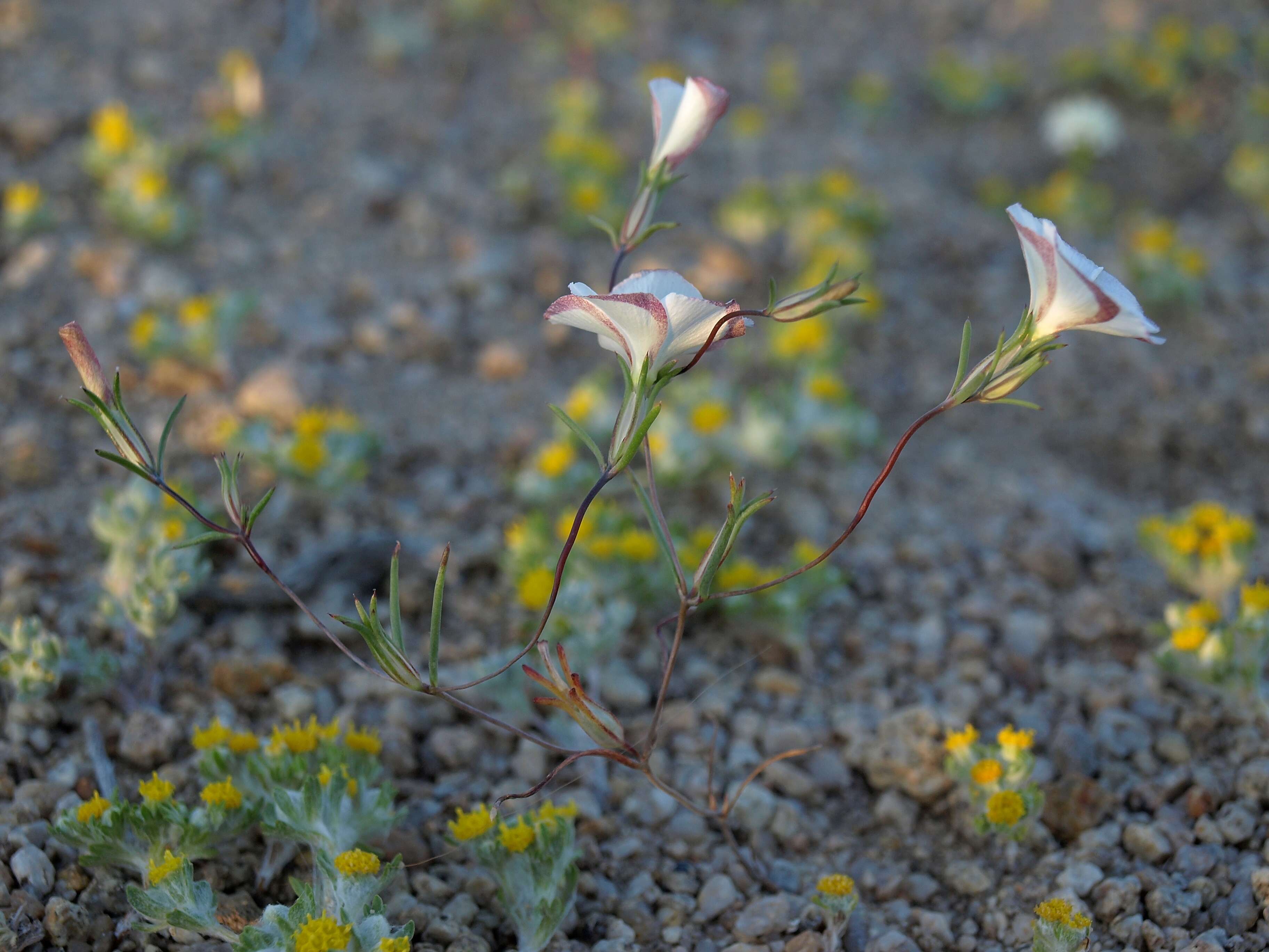 Image of Linanthus dichotomus subsp. dichotomus