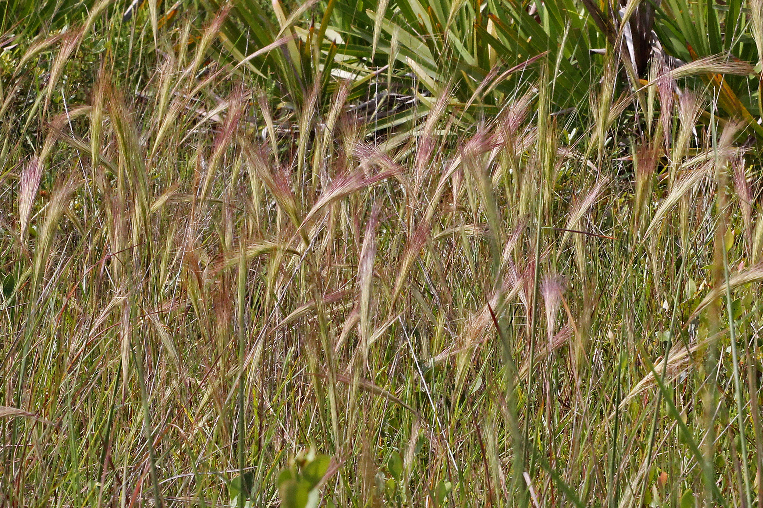 Image of bottlebrush threeawn