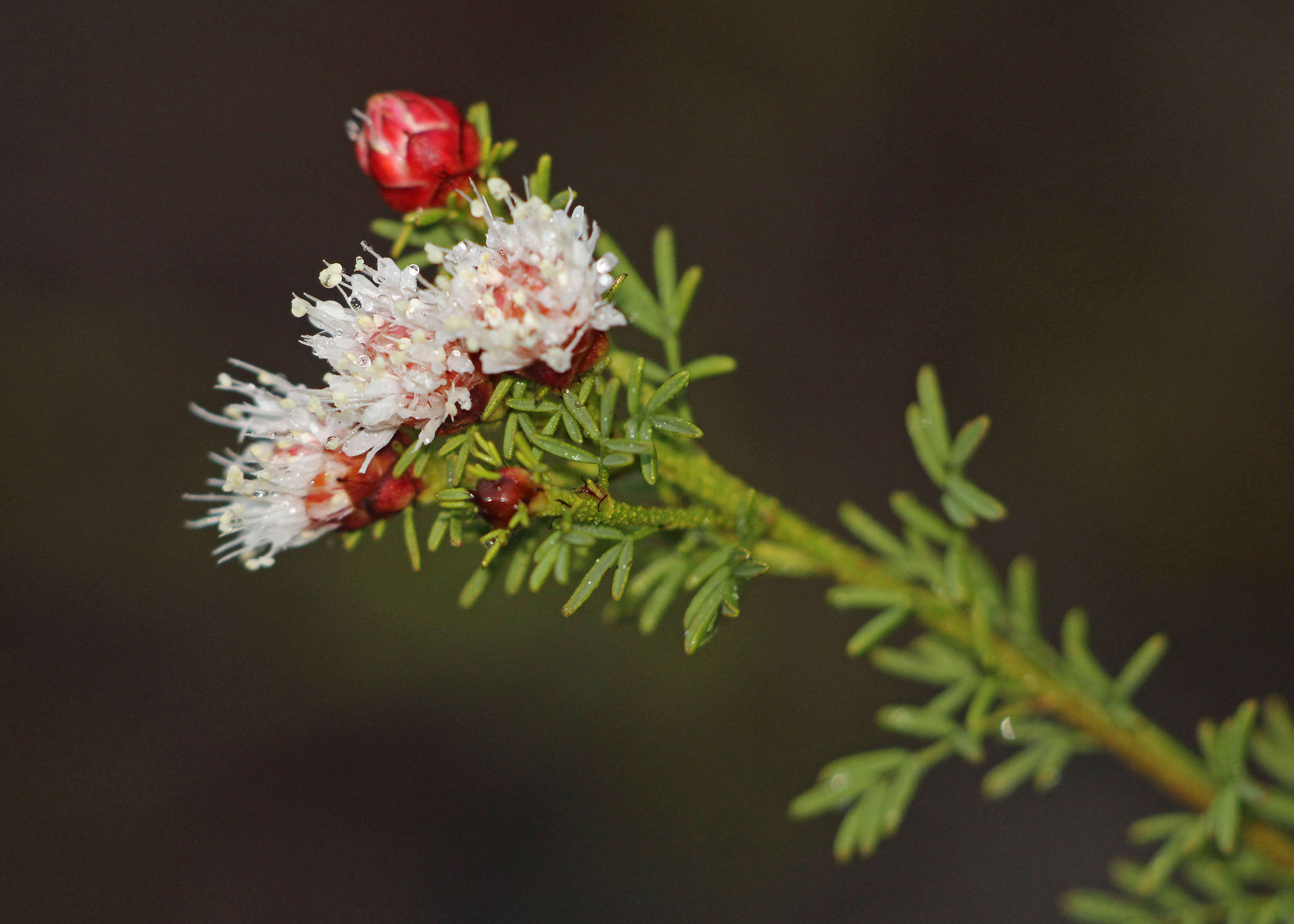 Image of Tampa prairie clover